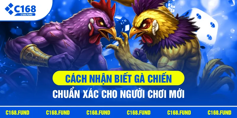 Cách Nhận Biết Gà Chiến Qua Đặc Điểm Và Kinh Nghiệm Hay 2026 1 c168 cach nhan biet ga chien chuan